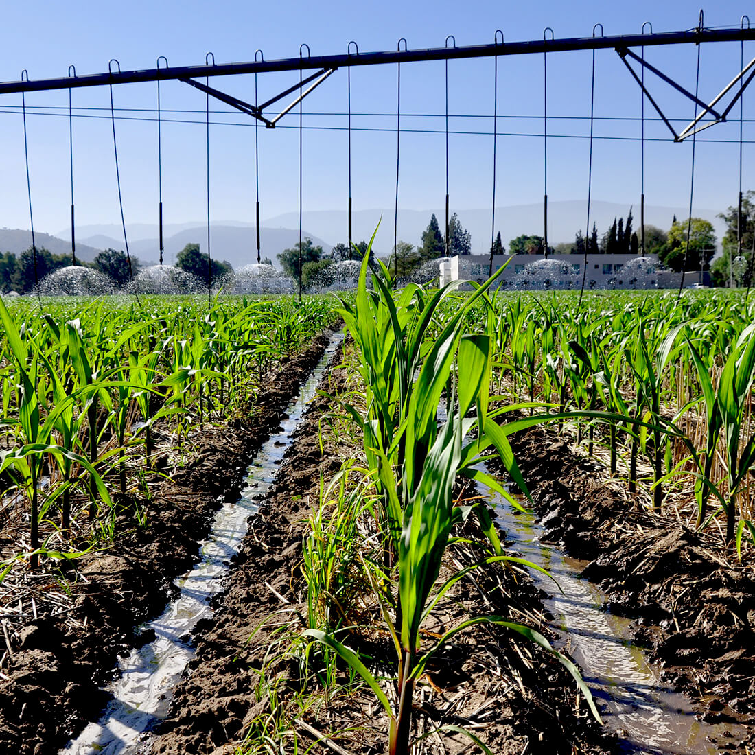 Campo Irrigado al Atardecer